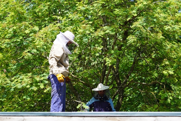 Rettung des Bienenvolks in Aktion