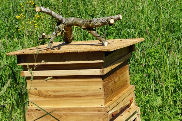 Der Campus Bienenkasten (auch Beute genannt) mit dem geretteten Bienenvolk